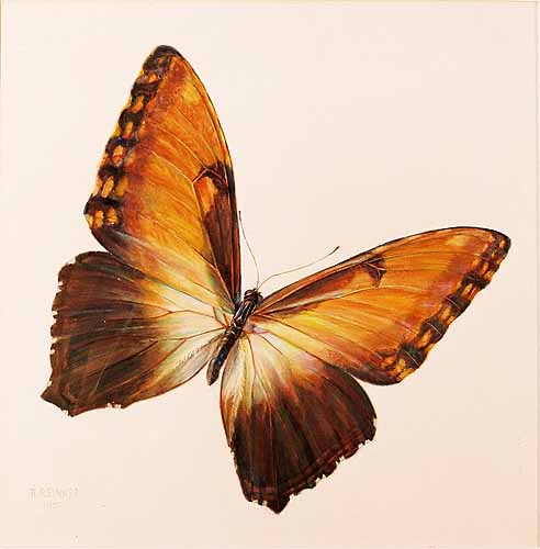 Schmetterling braun-gelb